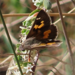 Trapezites phigalia at Kambah, ACT - 20 Sep 2023 01:42 PM