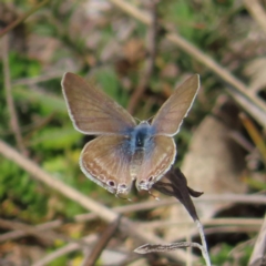 Lampides boeticus (Long-tailed Pea-blue) at Mount Taylor - 20 Sep 2023 by MatthewFrawley