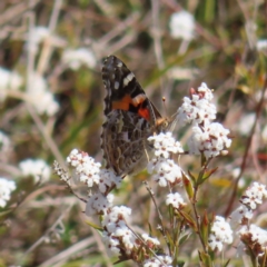 Vanessa kershawi (Australian Painted Lady) at Mount Taylor - 20 Sep 2023 by MatthewFrawley