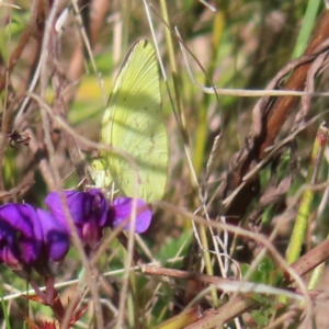 Eurema smilax at Tuggeranong, ACT - 20 Sep 2023