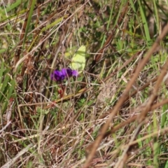 Eurema smilax at Tuggeranong, ACT - 20 Sep 2023