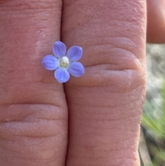 Wahlenbergia sp. (Bluebell) at Higgins Woodland - 18 Sep 2023 by Jillw