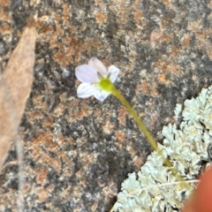 Wahlenbergia sp. at Higgins, ACT - 18 Sep 2023 04:31 PM