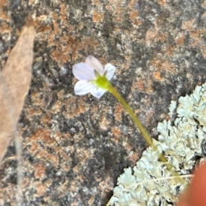 Wahlenbergia sp. at Higgins, ACT - 18 Sep 2023