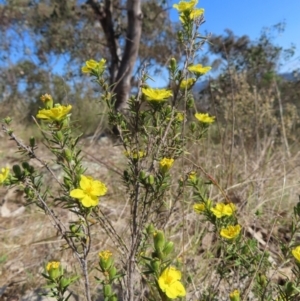 Hibbertia calycina at Tuggeranong, ACT - 20 Sep 2023