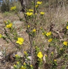 Hibbertia calycina at Tuggeranong, ACT - 20 Sep 2023 02:06 PM