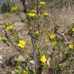 Hibbertia calycina at Tuggeranong, ACT - 20 Sep 2023