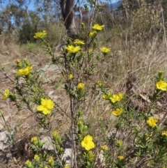 Hibbertia calycina at Tuggeranong, ACT - 20 Sep 2023 02:06 PM