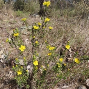 Hibbertia calycina at Tuggeranong, ACT - 20 Sep 2023