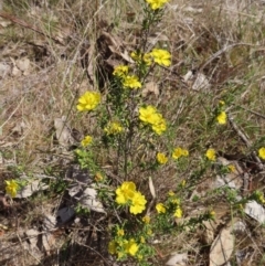 Hibbertia calycina at Tuggeranong, ACT - 20 Sep 2023 02:06 PM