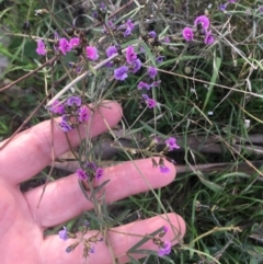 Glycine clandestina (Twining Glycine) at Burra Creek, NSW - 20 Sep 2023 by SuePolsen