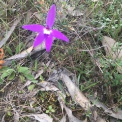 Glossodia major (Wax Lip Orchid) at Burra Creek, NSW - 20 Sep 2023 by SuePolsen
