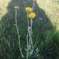 Ammobium craspedioides (Yass Daisy) at Burra Creek, NSW - 20 Sep 2023 by SuePolsen