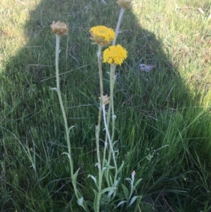 Ammobium craspedioides at Burra Creek, NSW - 20 Sep 2023 07:49 AM