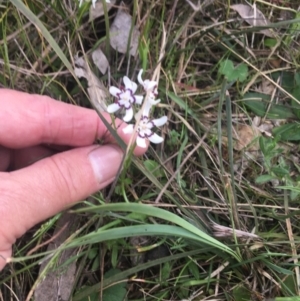 Wurmbea dioica subsp. dioica at Burra Creek, NSW - 20 Sep 2023 05:16 PM