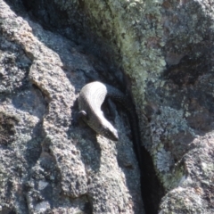 Egernia cunninghami (Cunningham's Skink) at Rendezvous Creek, ACT - 19 Sep 2023 by Christine