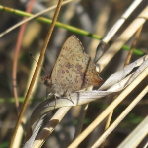 Paralucia aurifera at Rendezvous Creek, ACT - 19 Sep 2023 01:57 PM