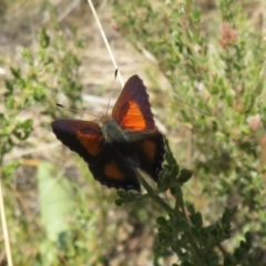 Paralucia aurifera at Rendezvous Creek, ACT - 19 Sep 2023