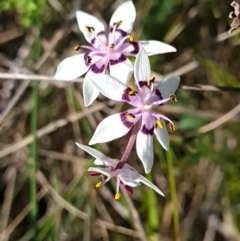 Wurmbea dioica subsp. dioica (Early Nancy) at Goorooyarroo NR (ACT) - 20 Sep 2023 by WalkYonder