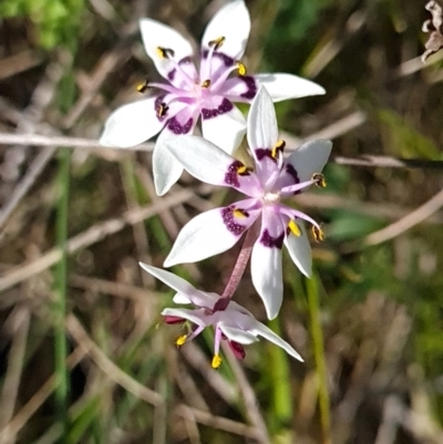 Wurmbea dioica subsp. dioica (Early Nancy) at Gungahlin, ACT - 20 Sep 2023 by WalkYonder