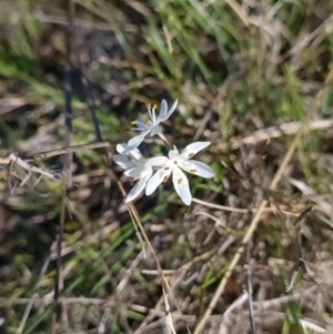 Wurmbea dioica subsp. dioica at Gungahlin, ACT - 20 Sep 2023