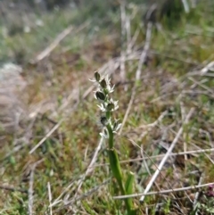 Wurmbea dioica subsp. dioica at Gungahlin, ACT - 20 Sep 2023