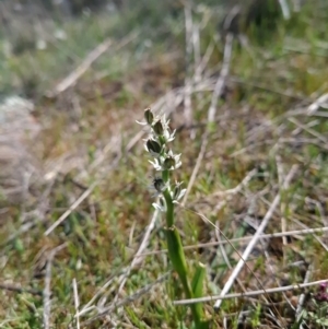 Wurmbea dioica subsp. dioica at Gungahlin, ACT - 20 Sep 2023