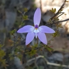 Glossodia major (Wax Lip Orchid) at Canberra Central, ACT - 18 Sep 2023 by WalkYonder