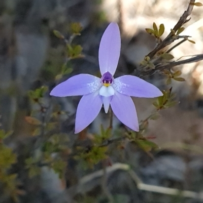 Glossodia major (Wax Lip Orchid) at Canberra Central, ACT - 19 Sep 2023 by WalkYonder