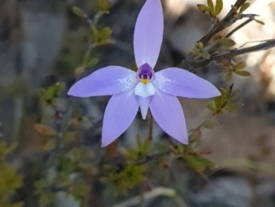Glossodia major (Wax Lip Orchid) at Canberra Central, ACT - 18 Sep 2023 by WalkYonder