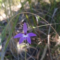 Glossodia major at Canberra Central, ACT - suppressed