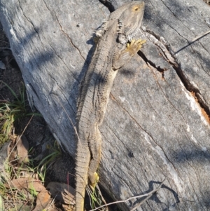 Pogona barbata at Belconnen, ACT - suppressed