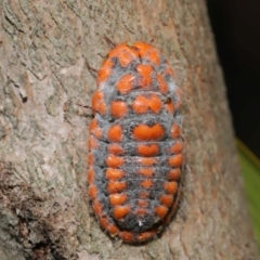 Monophlebulus sp. (genus) (Giant Snowball Mealybug) at Wellington Point, QLD - 18 Sep 2023 by TimL