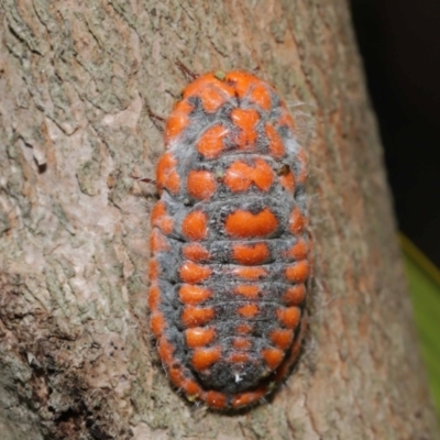 Unidentified Scale insect or Mealybug (Hemiptera, Coccoidea) at Wellington Point, QLD - 18 Sep 2023 by TimL