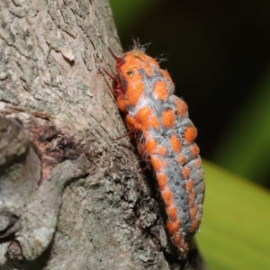 Monophlebulus sp. (genus) at Wellington Point, QLD - suppressed