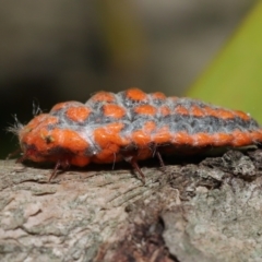 Monophlebulus sp. (genus) at Wellington Point, QLD - suppressed