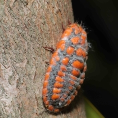 Monophlebulus sp. (genus) at Wellington Point, QLD - suppressed