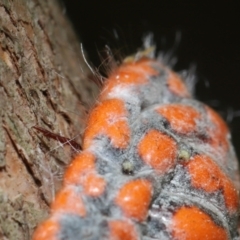 Monophlebulus sp. (genus) at Wellington Point, QLD - suppressed