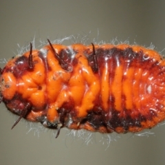 Unidentified Scale insect or Mealybug (Hemiptera, Coccoidea) at Wellington Point, QLD - 18 Sep 2023 by TimL