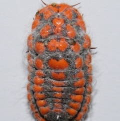 Monophlebulus sp. (genus) at Wellington Point, QLD - suppressed