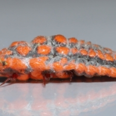 Monophlebulus sp. (genus) at Wellington Point, QLD - suppressed