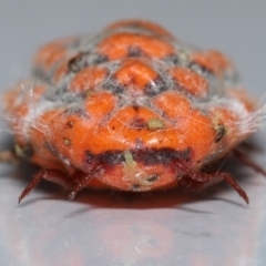 Monophlebulus sp. (genus) at Wellington Point, QLD - suppressed
