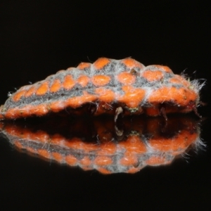 Monophlebulus sp. (genus) at Wellington Point, QLD - suppressed