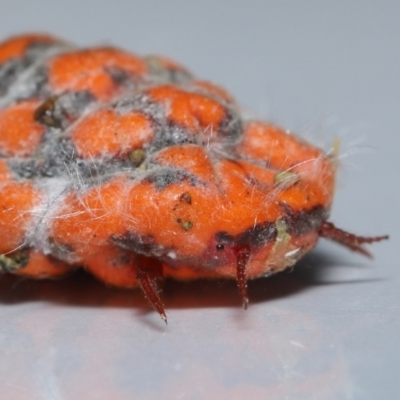 Unidentified Scale insect or Mealybug (Hemiptera, Coccoidea) at Wellington Point, QLD - 18 Sep 2023 by TimL