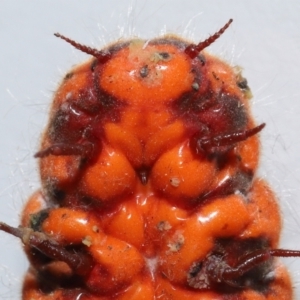 Monophlebulus sp. (genus) at Wellington Point, QLD - suppressed