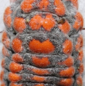 Monophlebulus sp. (genus) at Wellington Point, QLD - suppressed