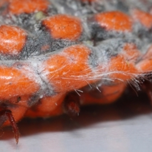 Monophlebulus sp. (genus) at Wellington Point, QLD - suppressed