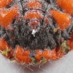Monophlebulus sp. (genus) at Wellington Point, QLD - suppressed
