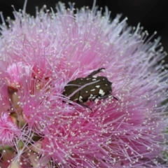 Glycyphana stolata (Brown Flower Beetle) at Cleveland, QLD - 20 Sep 2023 by TimL