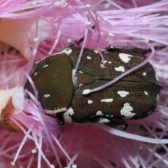 Glycyphana stolata at Cleveland, QLD - 20 Sep 2023 12:28 PM